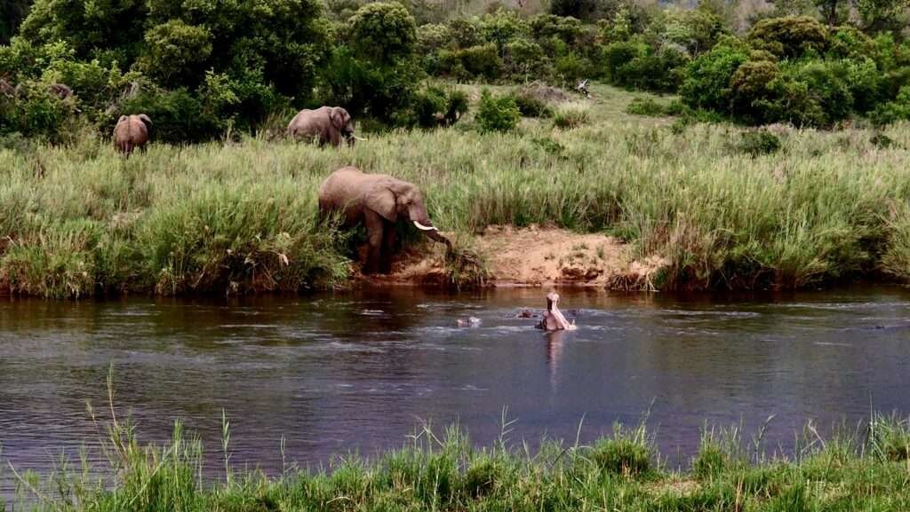 Elephant and Hippo at Sabie,Kruger National Park