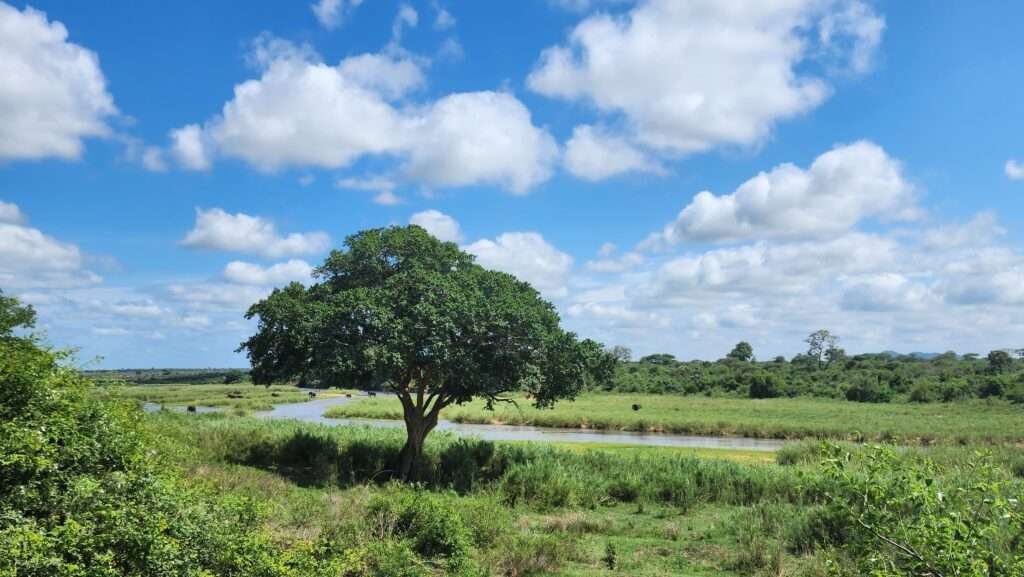 A landscape scene typical of the Kruger National Park