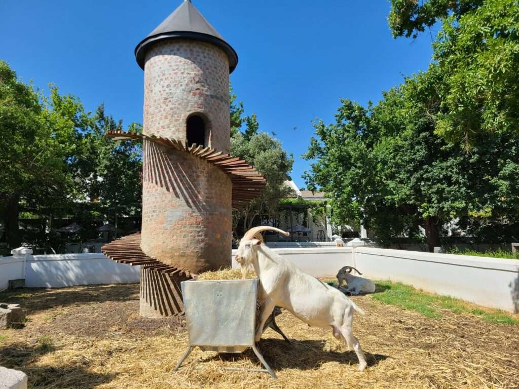 Goats at Fairview Wine Estate