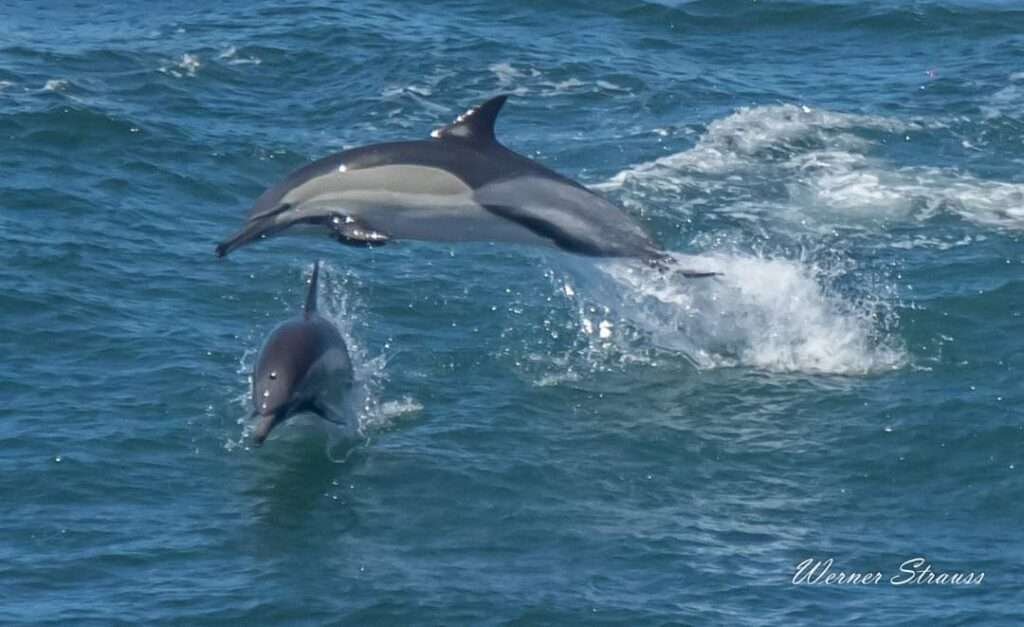 Dophins at Morgan Bay Cliffs