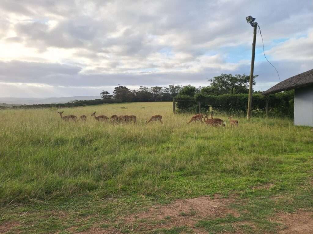 Impala at Inkwenkwezi Reserve