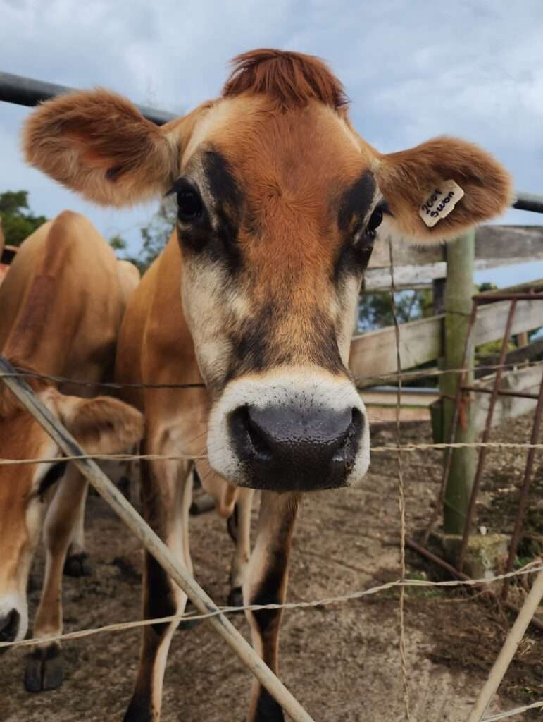 A cow on Nature's Way Farm