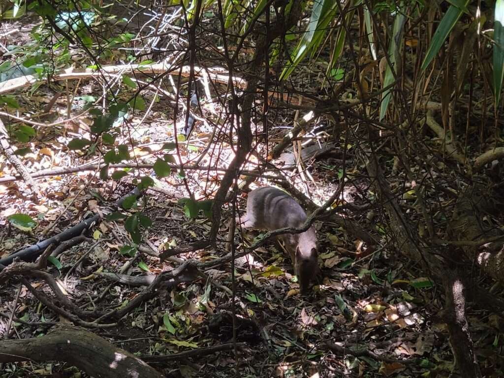 Blue Duiker at Birds of Eden