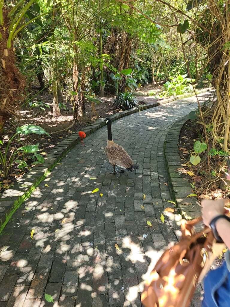 Birds on the walkway at Birds of Eden