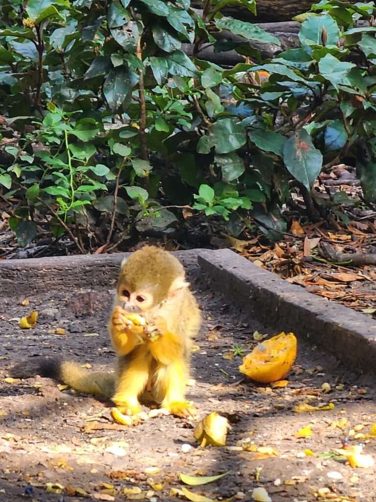 Squirrel Monkey