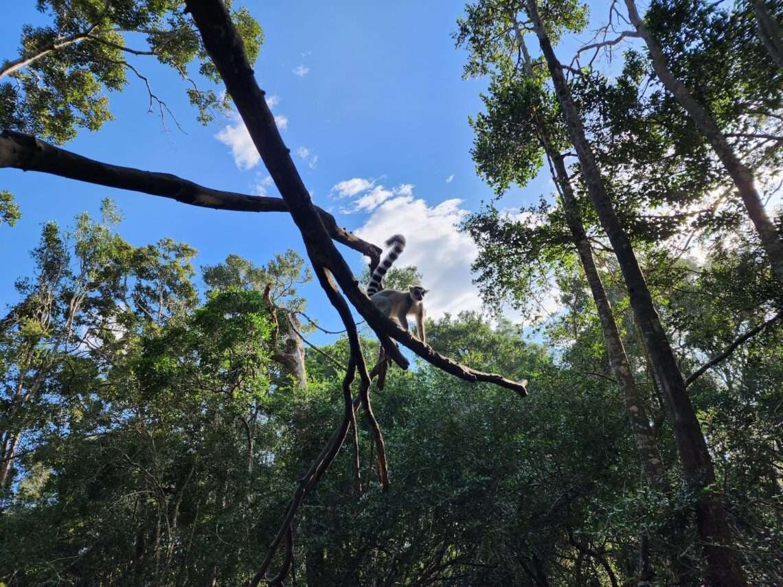 Lemur at Monkeyland