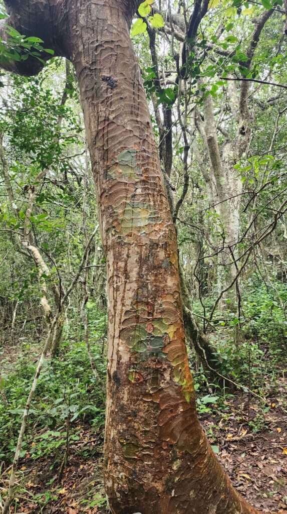 A tree at the Umtiza Forest, Inkwenkwezi