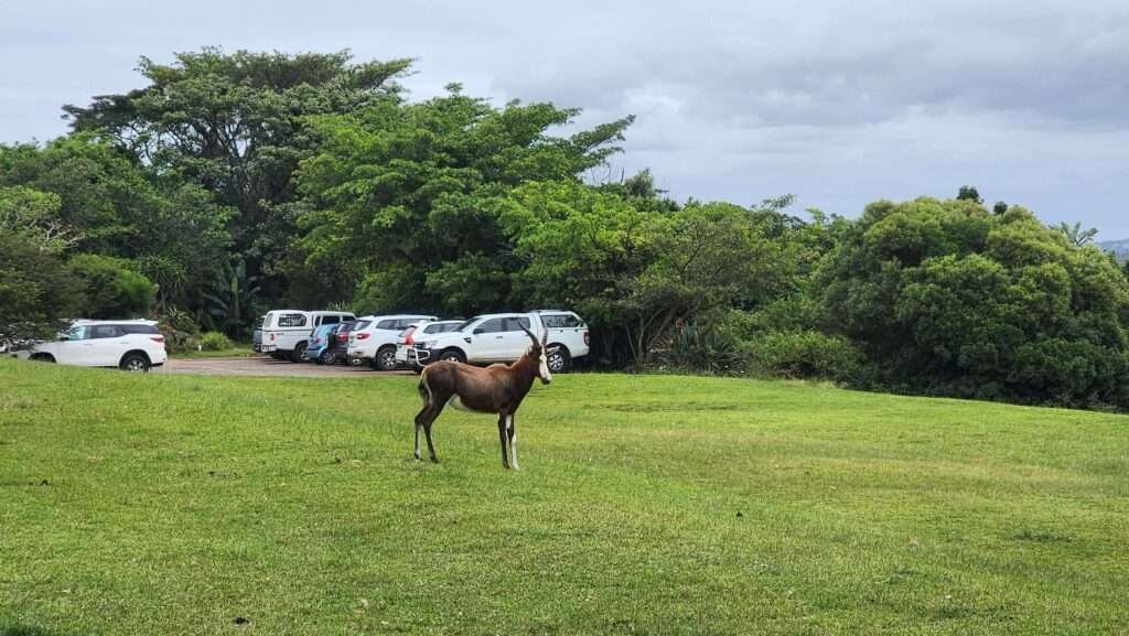 Blesbok at Inkwenkwezi