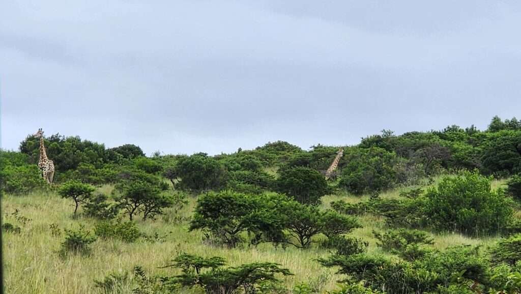 Giraffe on an Inkwenkwezi Game Drive