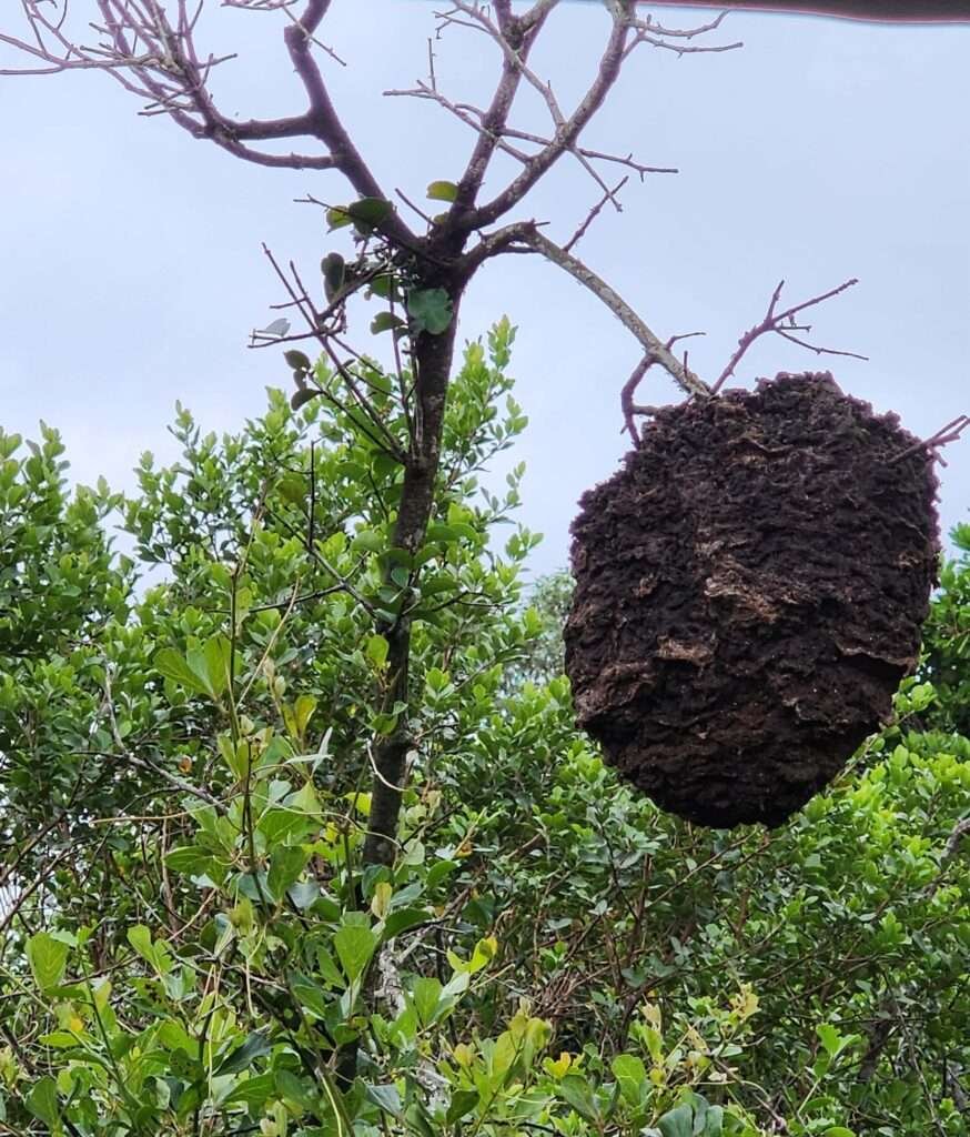 A termite mound on the Inkwenkwezi Game Drive