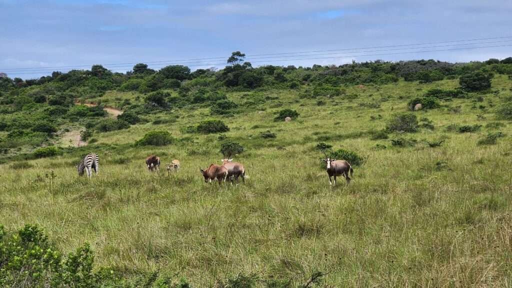 Blesbok on an Inkwenkwezi Game Drive