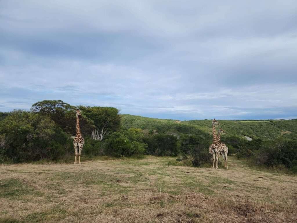 Giraffe sightings while hiking at Areena