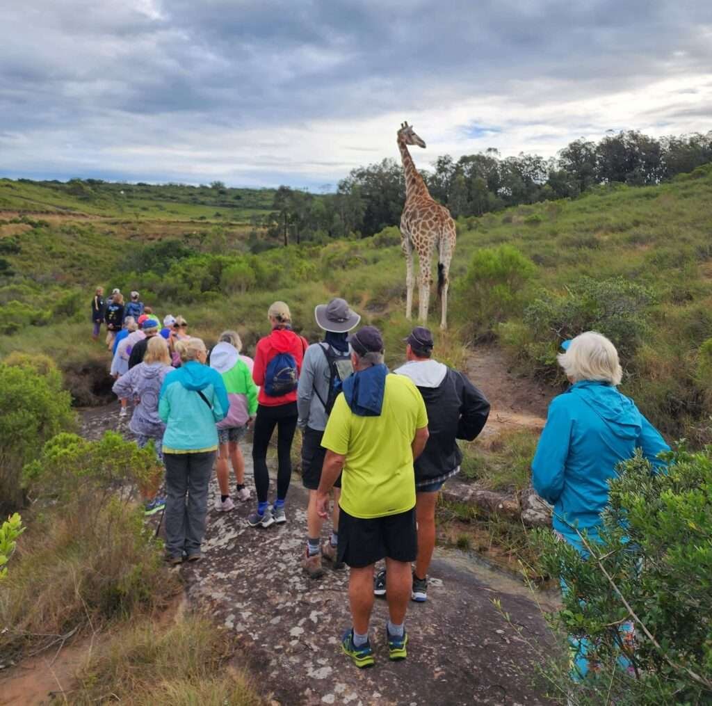 hiking at Areena alongside a giraffe