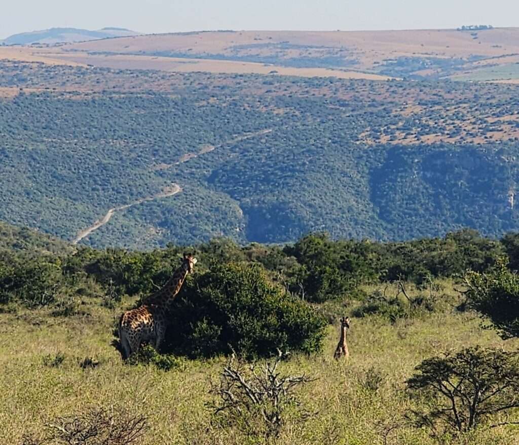 giraffe at Matola Reserve