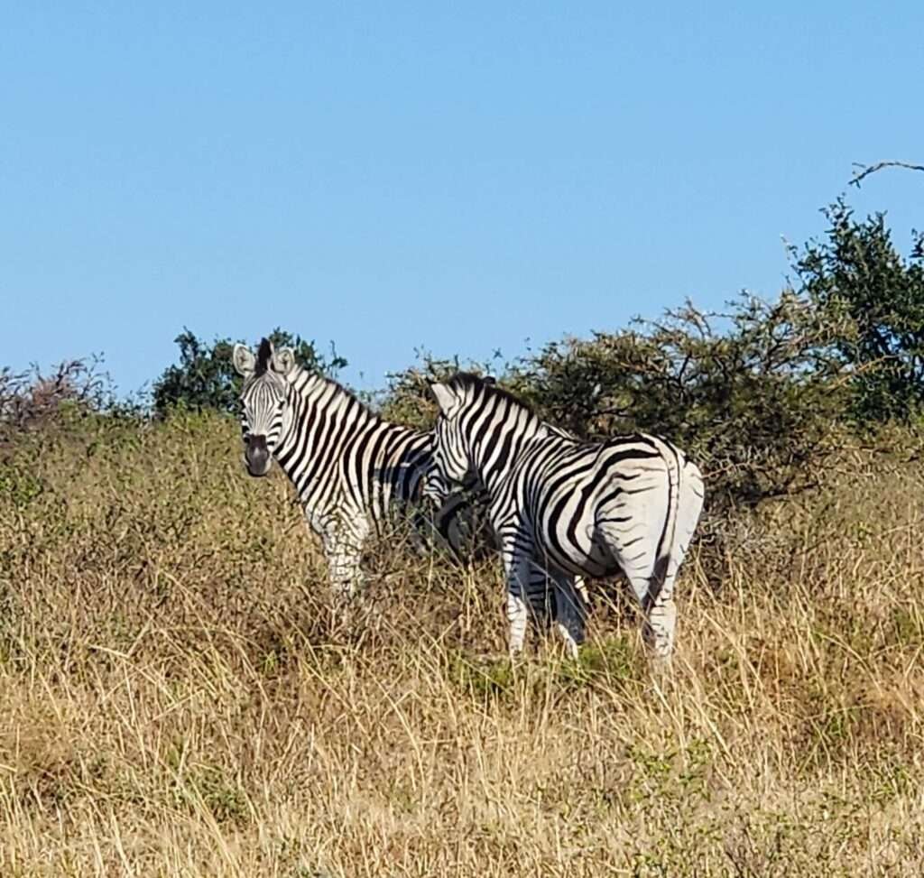 Zebra at Matola Reserve