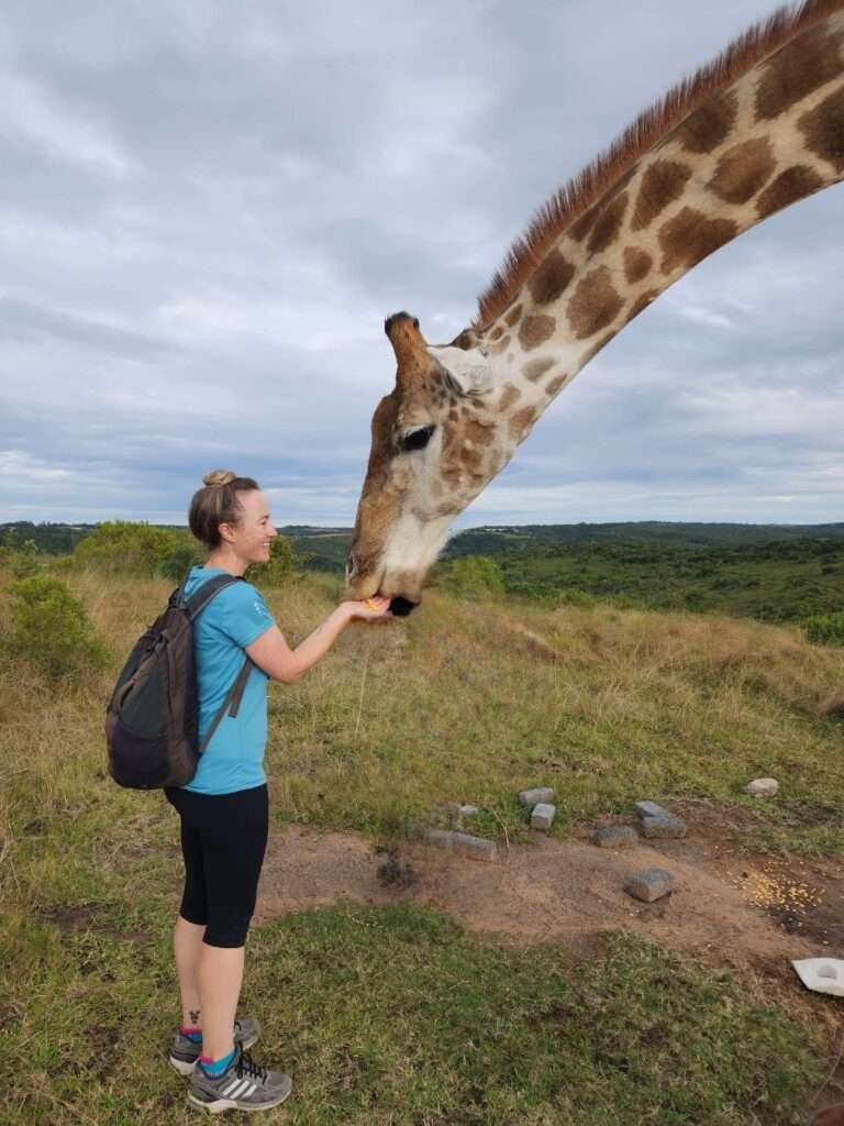 A giraffe interaction at Areena Resort