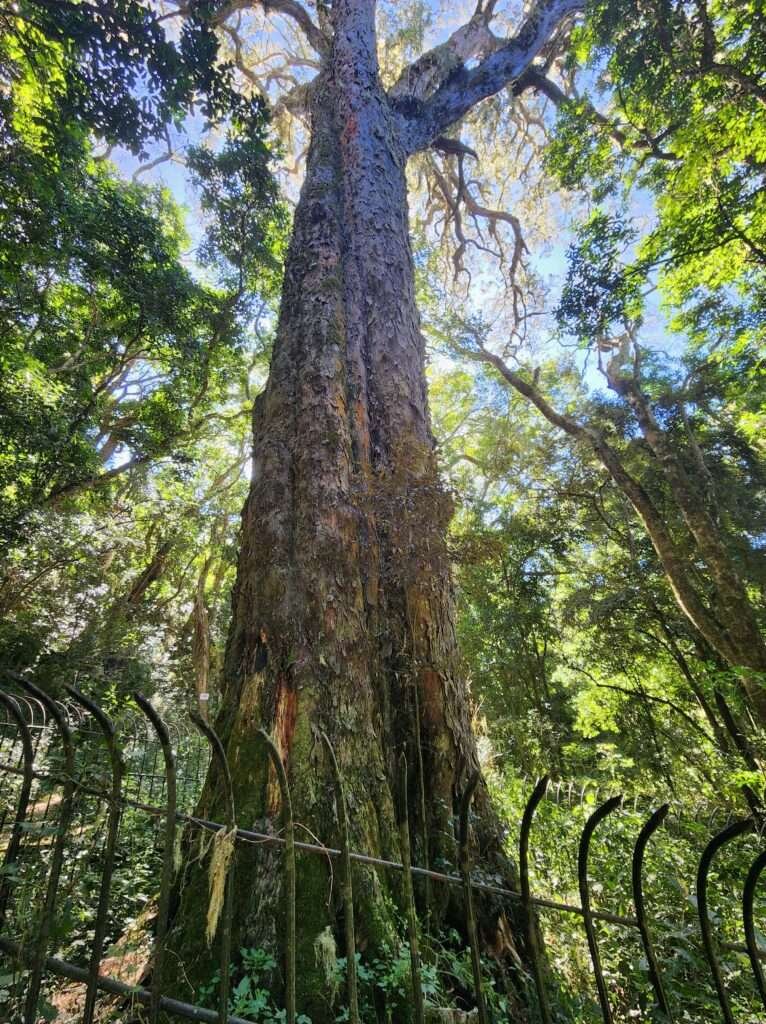 The Big Tree in Hogsback