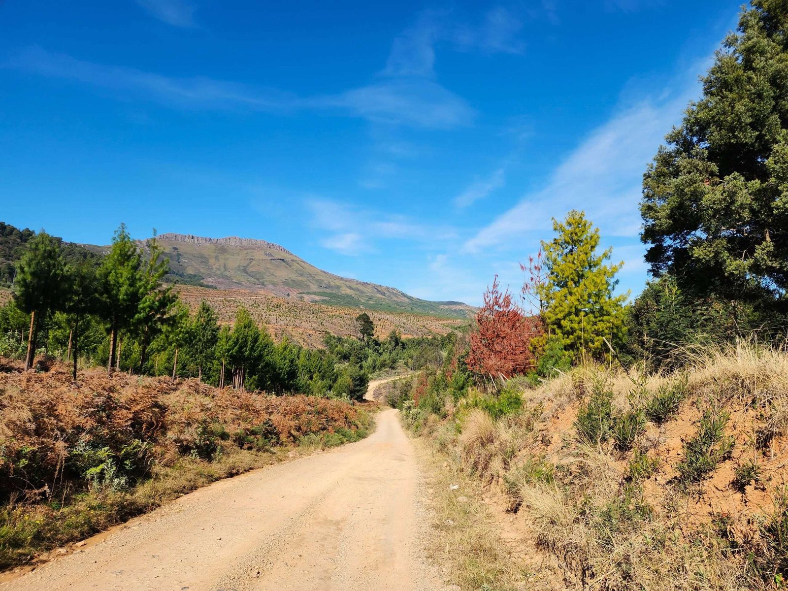 Hogsback forest scene