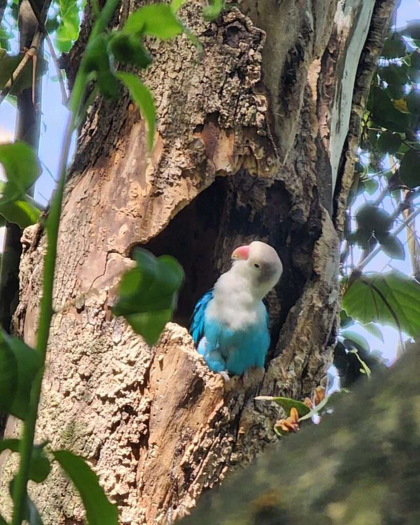 a budgie at Birds of Eden