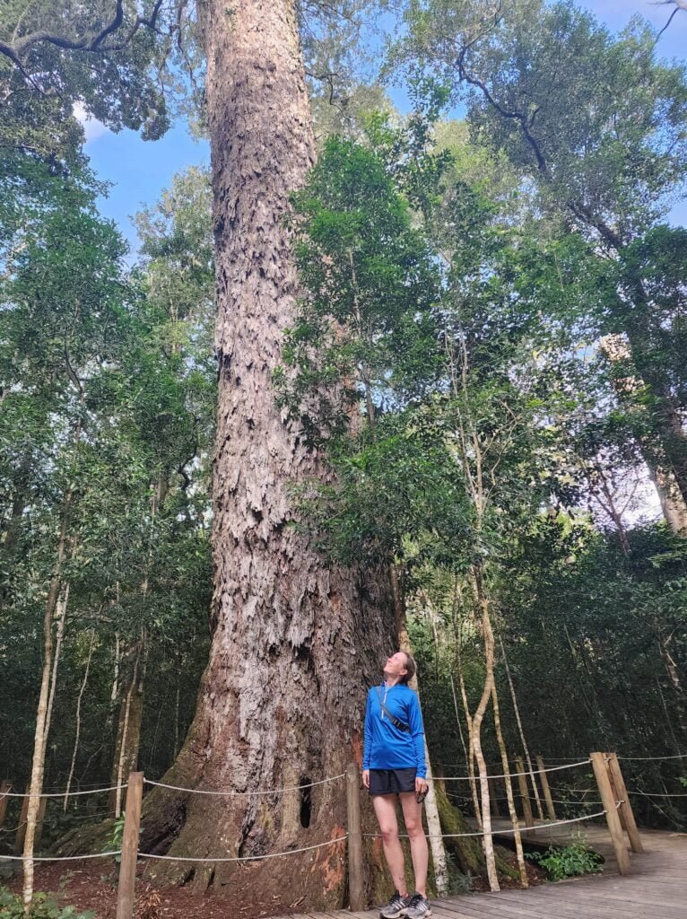 The Big Tree in Tsitsikamma