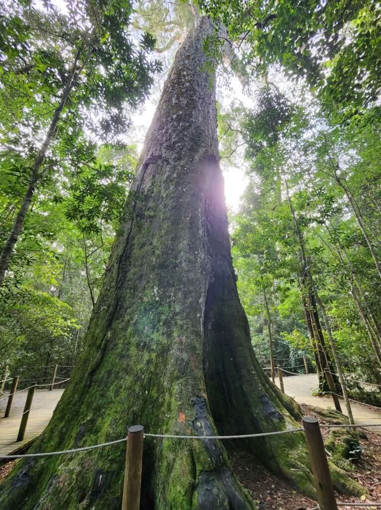 the big Tree in Tsitsikamma Forest