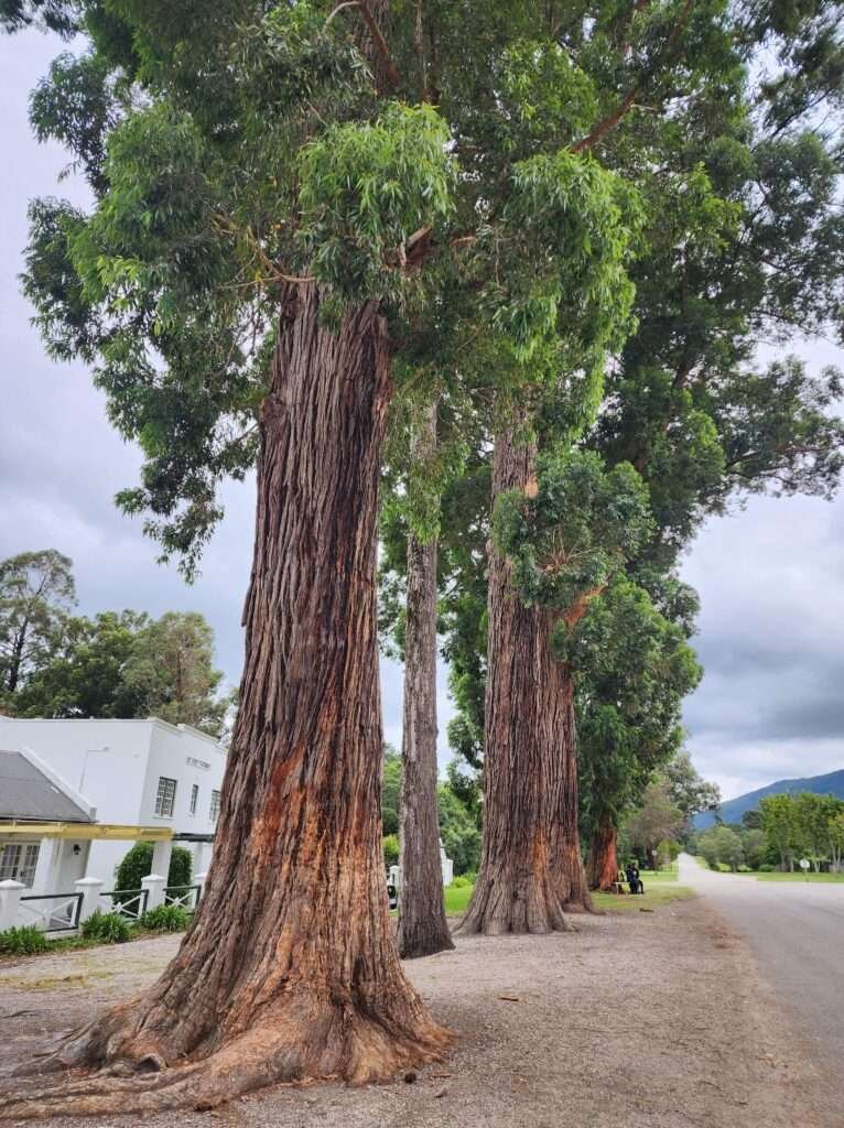 Huge beautiful trees around Storms River Village