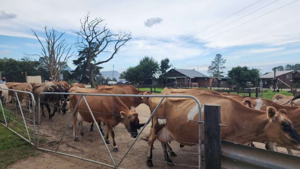 CAttle being herded for milking at Naturers Way Farm Stay