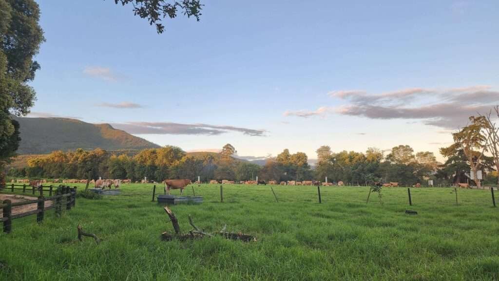 cattle grazing in the pasture at Nature's Way Farm Stay