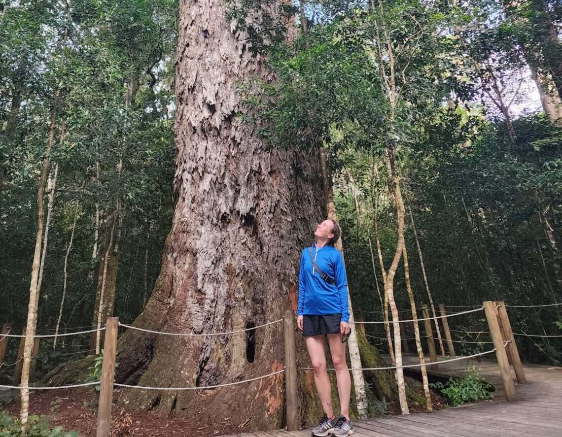 The Big Tree Tsitsikamma