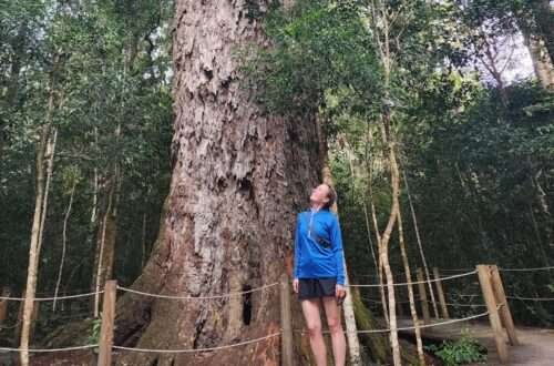 The Big Tree Tsitsikamma