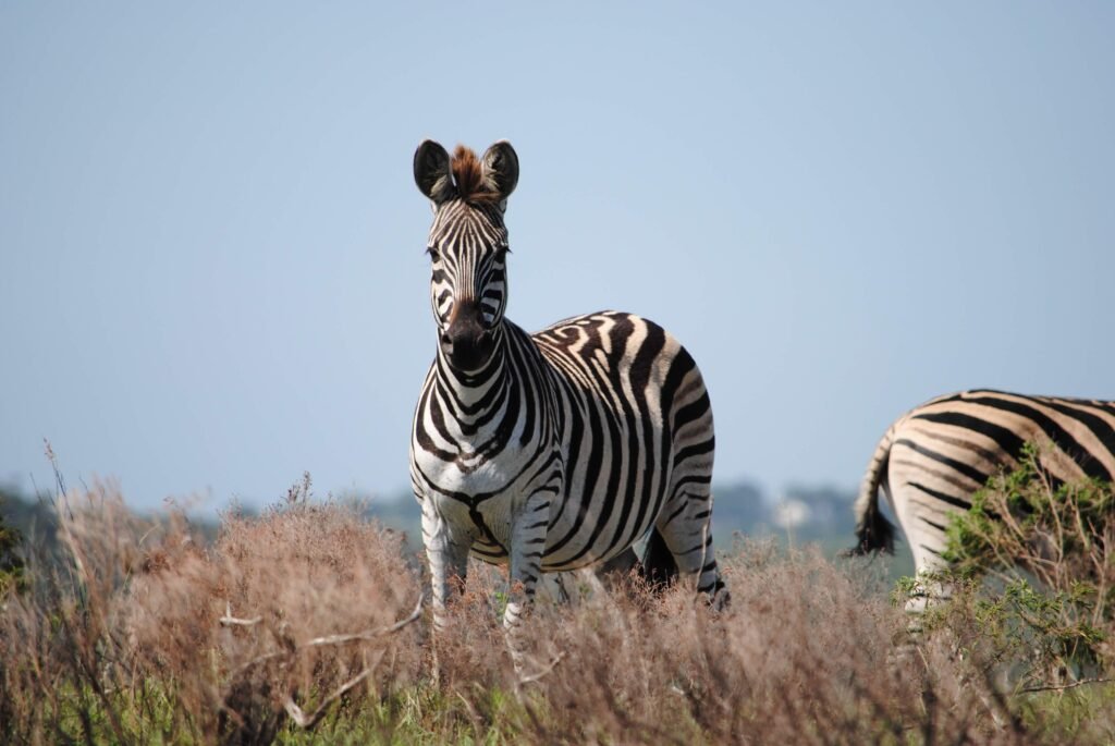 Wildlife Eastern Cape