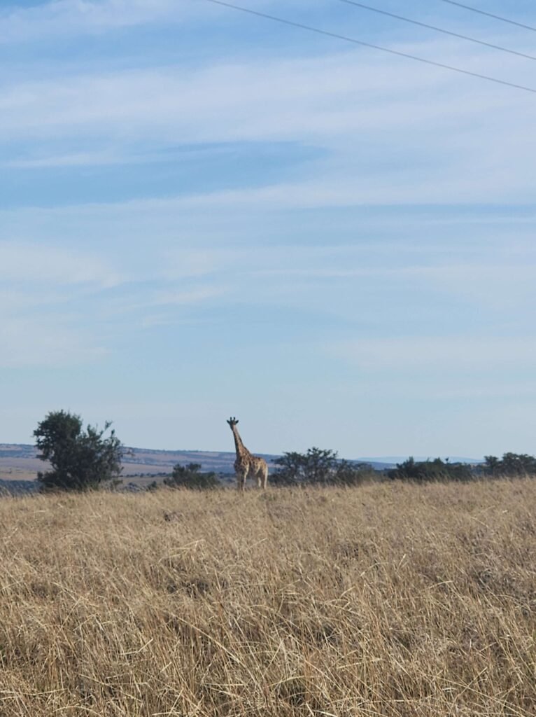 Wildlife at Matola Game Reserve