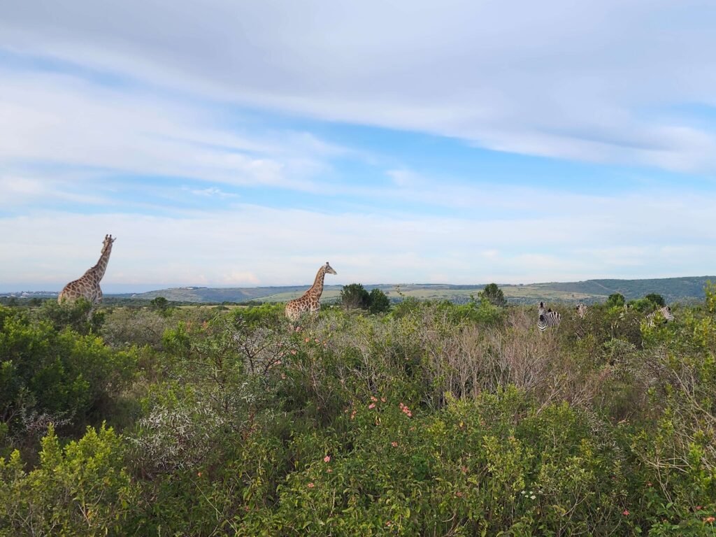 Mansfield Game Reserve in the Eastern Cape